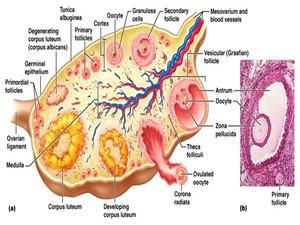 Follicular Study KNOW MORE